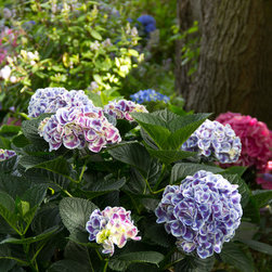 Cityline&reg; Mars Bigleaf Hydrangea - Plants