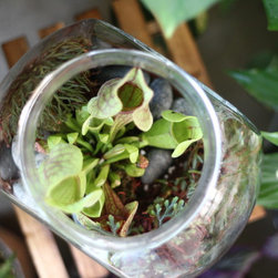 Jungle Bowl : Sarracenia purpurea + Selaginella erythropus - Plants