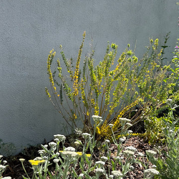 Superbloom Preplanned California Wildflower Garden