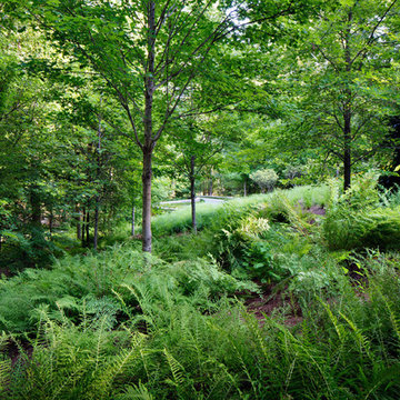 Woodland Rain Gardens