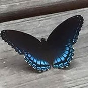Traci Pilcher Webbs foto