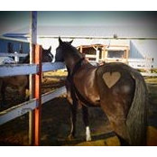 Carole Lanthier's photo