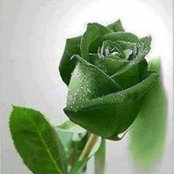 Rosa Chavez's photo