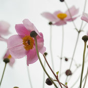 Foto von anninanina