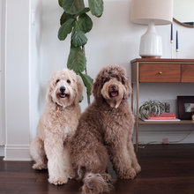 Pet’s Place: Home Lessons Learned by Labradoodle Owners