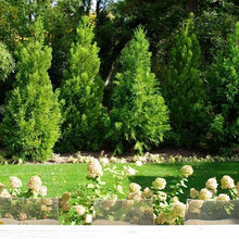 Landscape Ideas