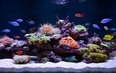 Водный мир: Как оформить аквариум внутри