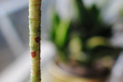 dracaena deremensis plant Dracaena Elegance Live Plant, 4" Pot