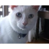 Chris Haines's photo