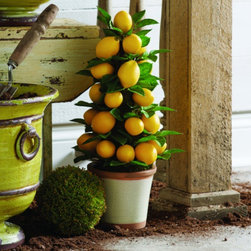 Citrus Fresh - Plants