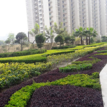 Edge Planting