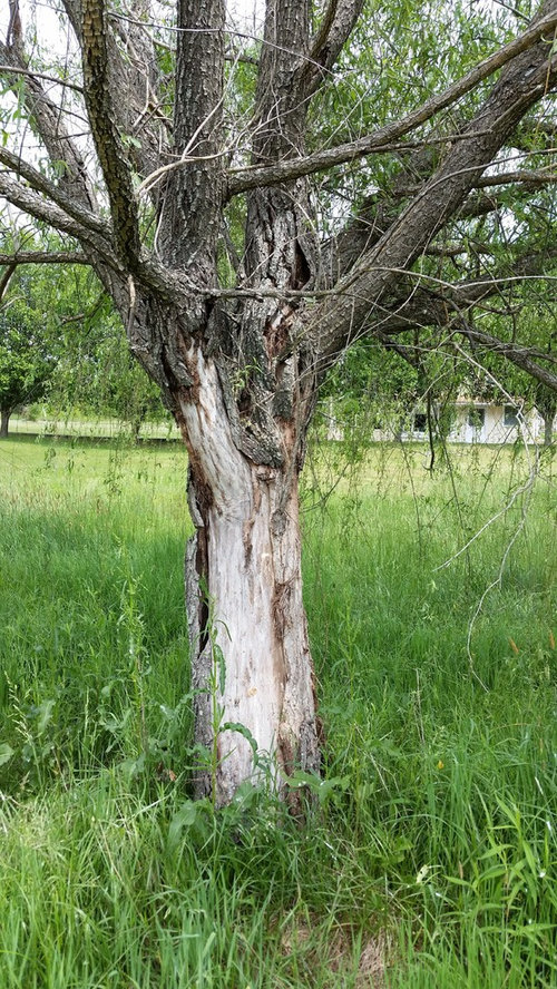 Is this willow tree dying?