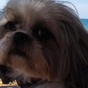 Raluca Tomoaia's photo