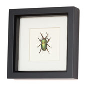 Real Stag Beetle Framed Insect