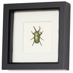 Contemporary Decorative Accents by Bug Under Glass