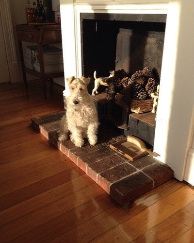 Houzz Dogs Basking in the Summer Sun