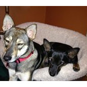 Denise Castelli's photo