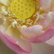 Diane Collier's photo