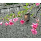 Paula Solitto's photo
