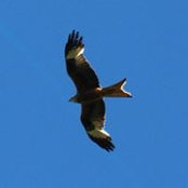 John Hourihane's photo