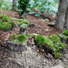 Garden riverbed