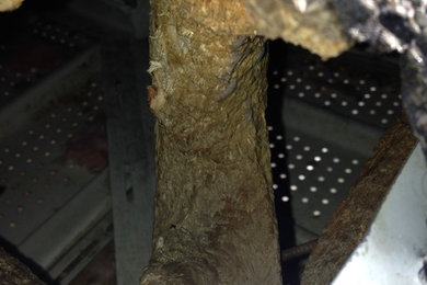 Charlotte Squirrel Removal & Damage Repair