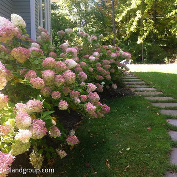 Hydrangea border