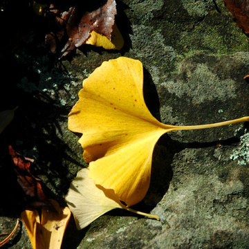 FINE GARDENING & HORTICULTURAL CARE