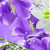 Diane Vinje Sammons's photo