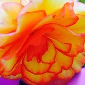 Gini Clark's photo