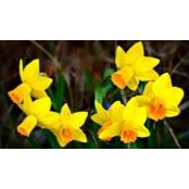 Nicole Verdon's photo
