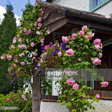 Cottage Front Porch with Pink Rambling Roses (Rosa) 'May Queen' and (Rosa) 'Mada