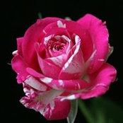 Brandon Domsch's photo