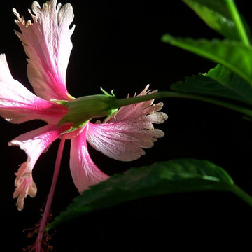 hibiscus