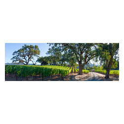 Douglas Page Photographic Arts - Napa Vineyard Lane Panorama, Canvas Giclee - Photographs