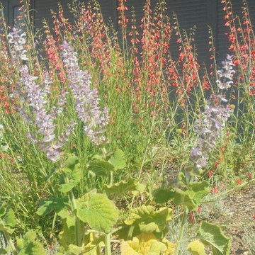 CREATION D'UN MASSIF DE PLANTES VIVACES