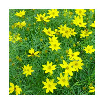 Summer Color and Foliage