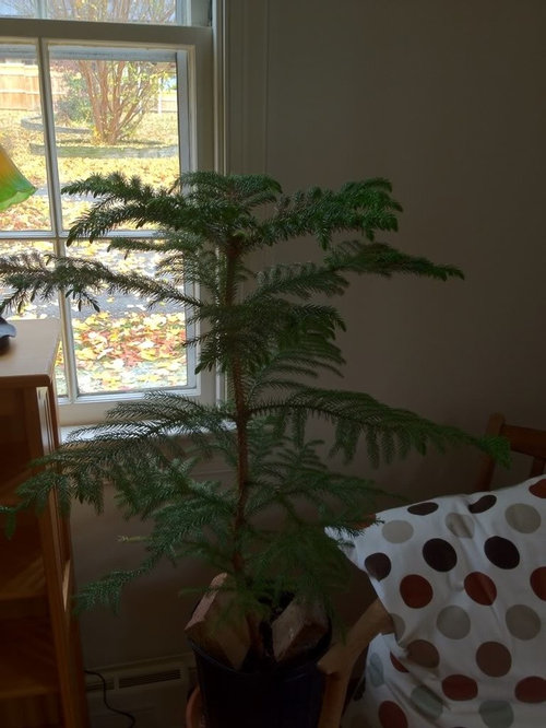 Norfolk Island Pine Vs Cook Island Pine