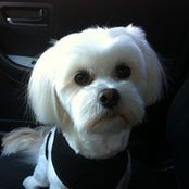 Robin Pelton's photo