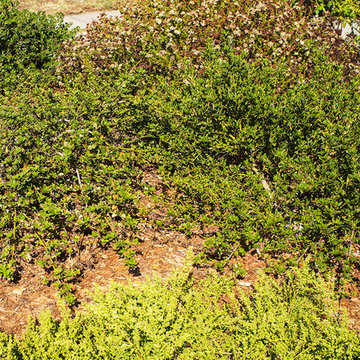 2017 Native Plant Garden Tour