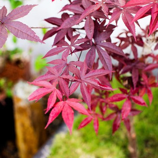 Inspiration pour un jardin asiatique.