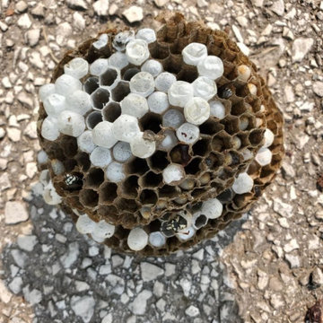 Bee hive and wasp removal services control extermination Residential ontario ca.