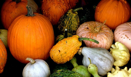 Que faire au potager en octobre ?