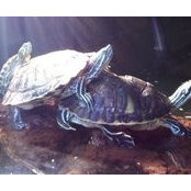Turtle Vandegeer's photo