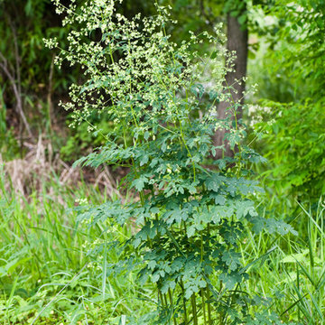 Thalictrum dasycarpum