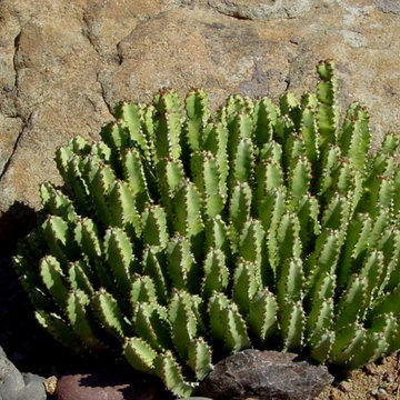 Succulents