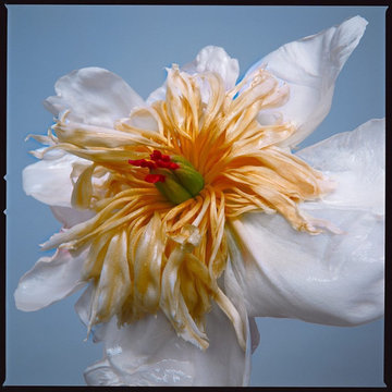 Exotic Emperor Tulip II