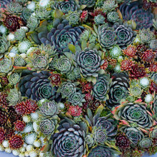 landscape/plantings/ planters