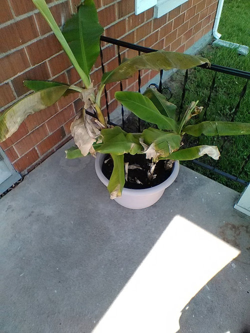 Problems With Banana Plant