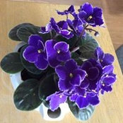 Nancy Hollmer's photo